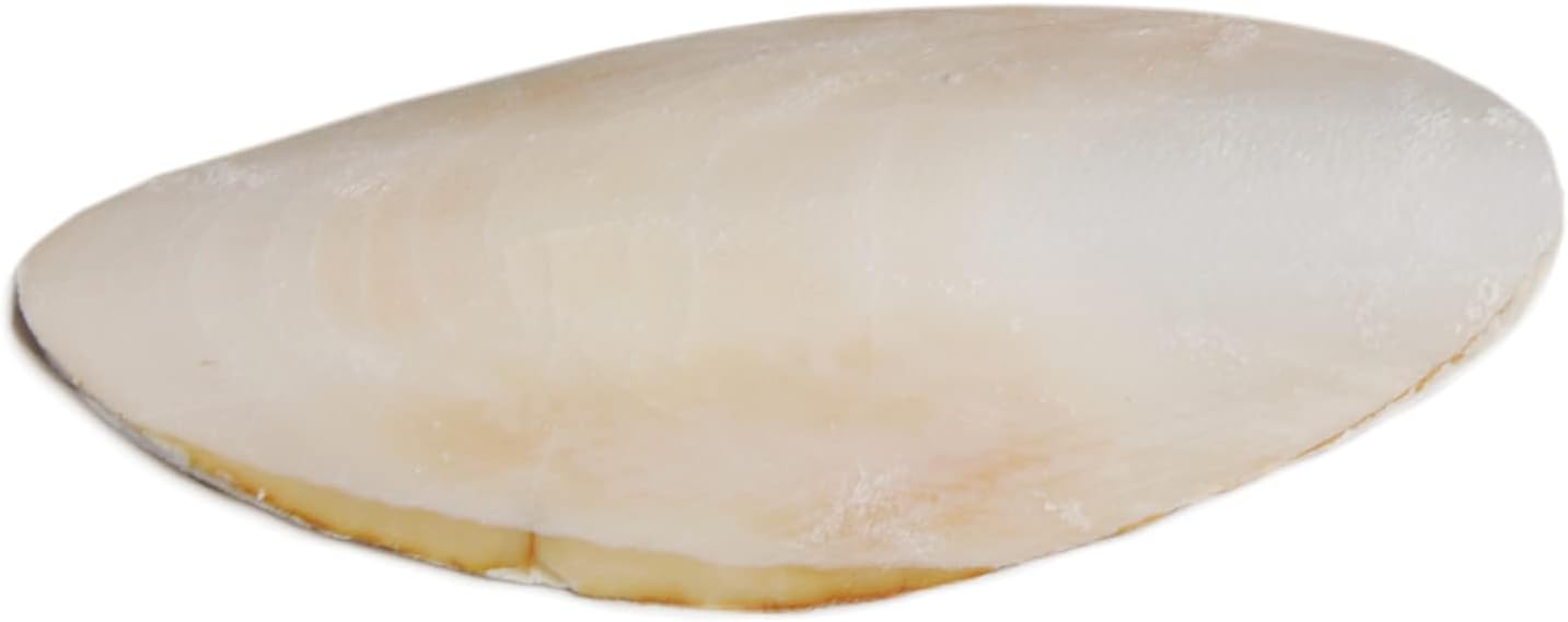 Prevue Pet Products Bpv1143 5-Inch Bird Cuttlebone, Medium