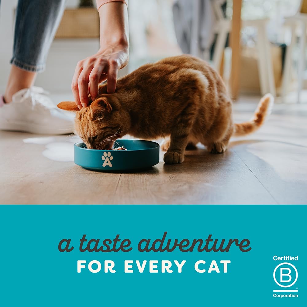 Applaws Natural Wet Kitten Food, Limited and Natural Ingredients, High Protein with No Artificial Additives, Kitten Variety Selection in Broth (6 x 2.47oz Cans)