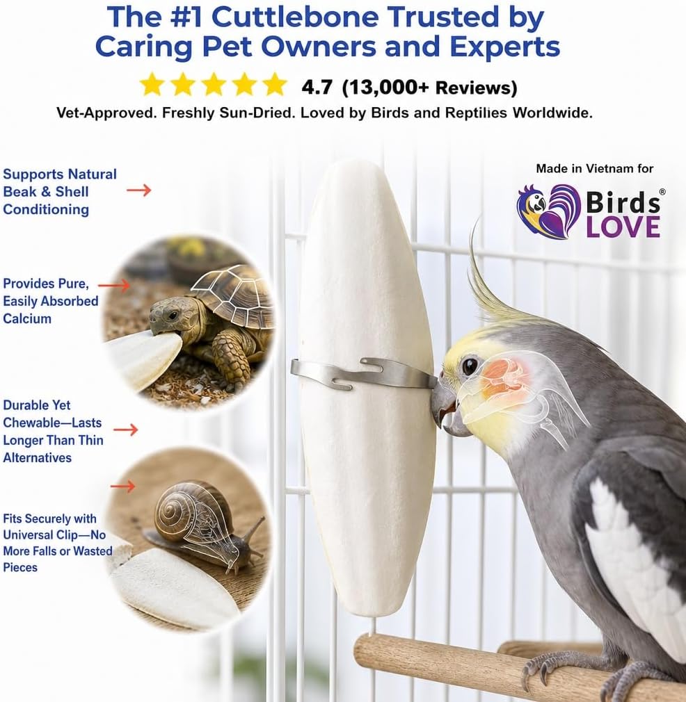 Birds LOVE 3.5-4″ Cuttlebone for Birds – 100% Natural Sun-Dried Calcium & Beak Conditioning Supplement for Parakeets, Budgies, Cockatiels, Finches & Canaries – 4 Pack with Holder – Made in Vietnam