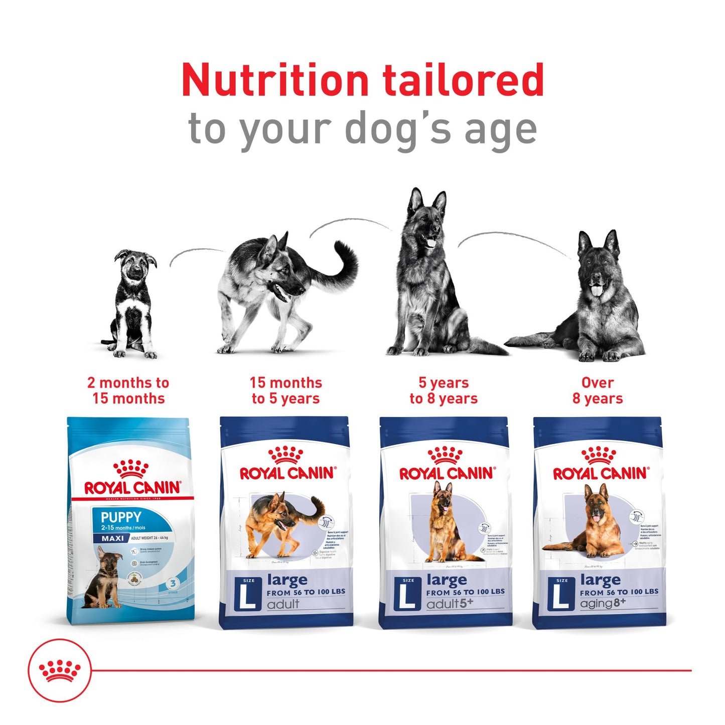 Royal Canin Size Health Nutrition Large Adult Dry Dog Food, 4 lb Bag
