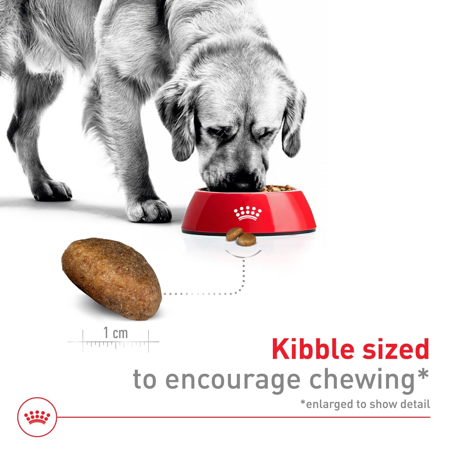 Royal Canin Size Health Nutrition Large Adult Dry Dog Food, 4 lb Bag