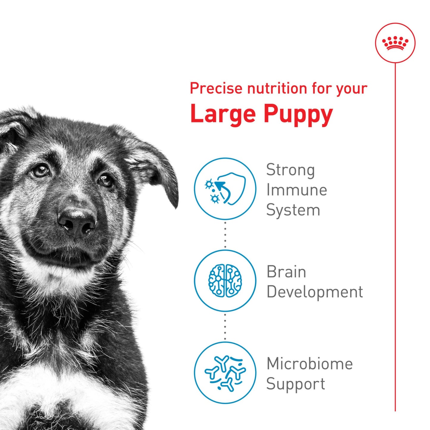 Royal Canin Size Health Nutrition Large Puppy Dry Dog Food, 4 lb Bag