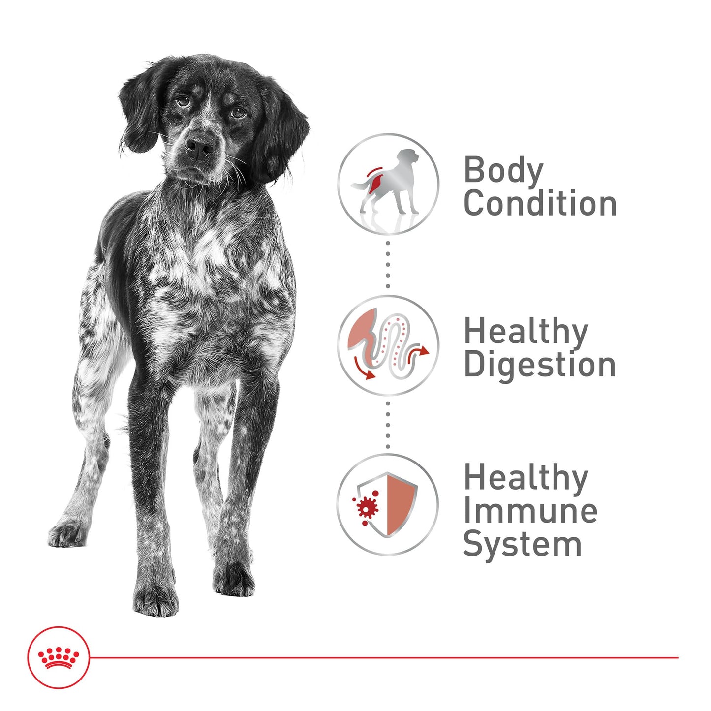 Royal Canin Size Health Nutrition Medium Adult Dry Dog Food, 4 lb Bag