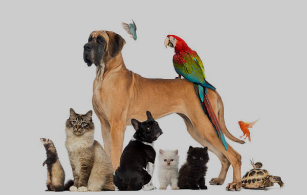 Pawsitive Experiences